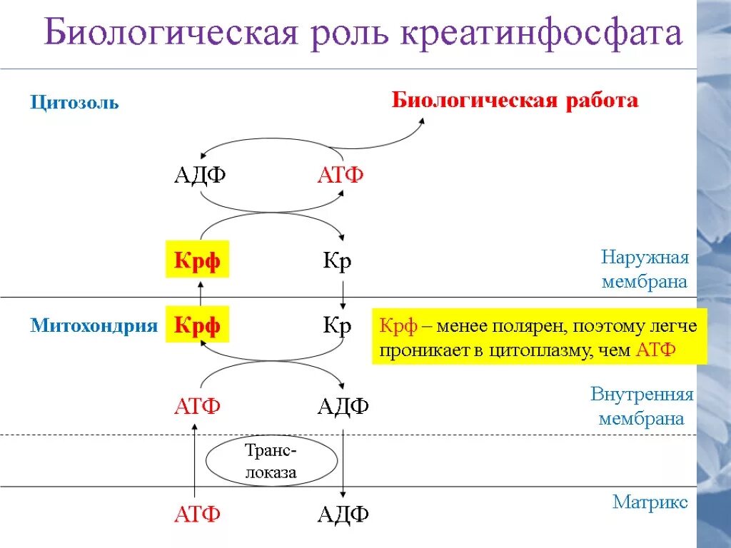 Биосинтез и расщепление. Креатинфосфат строение функции. Креатинфосфат биохимия функции. Креатинфосфат + АДФ. Биосинтез креатинфосфата.