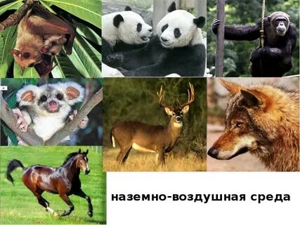 Все животные воздуха