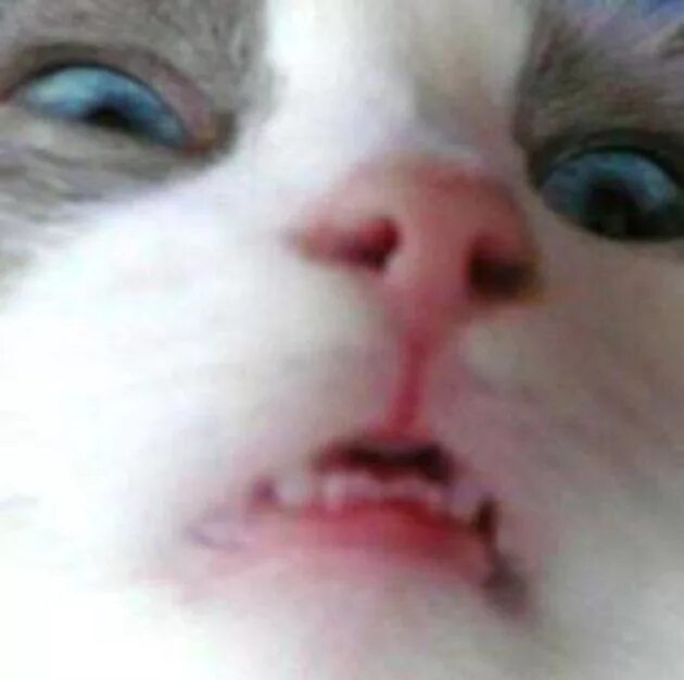 60 over dramatic cats that deserve an Oscar for being so extra Funny cat picture