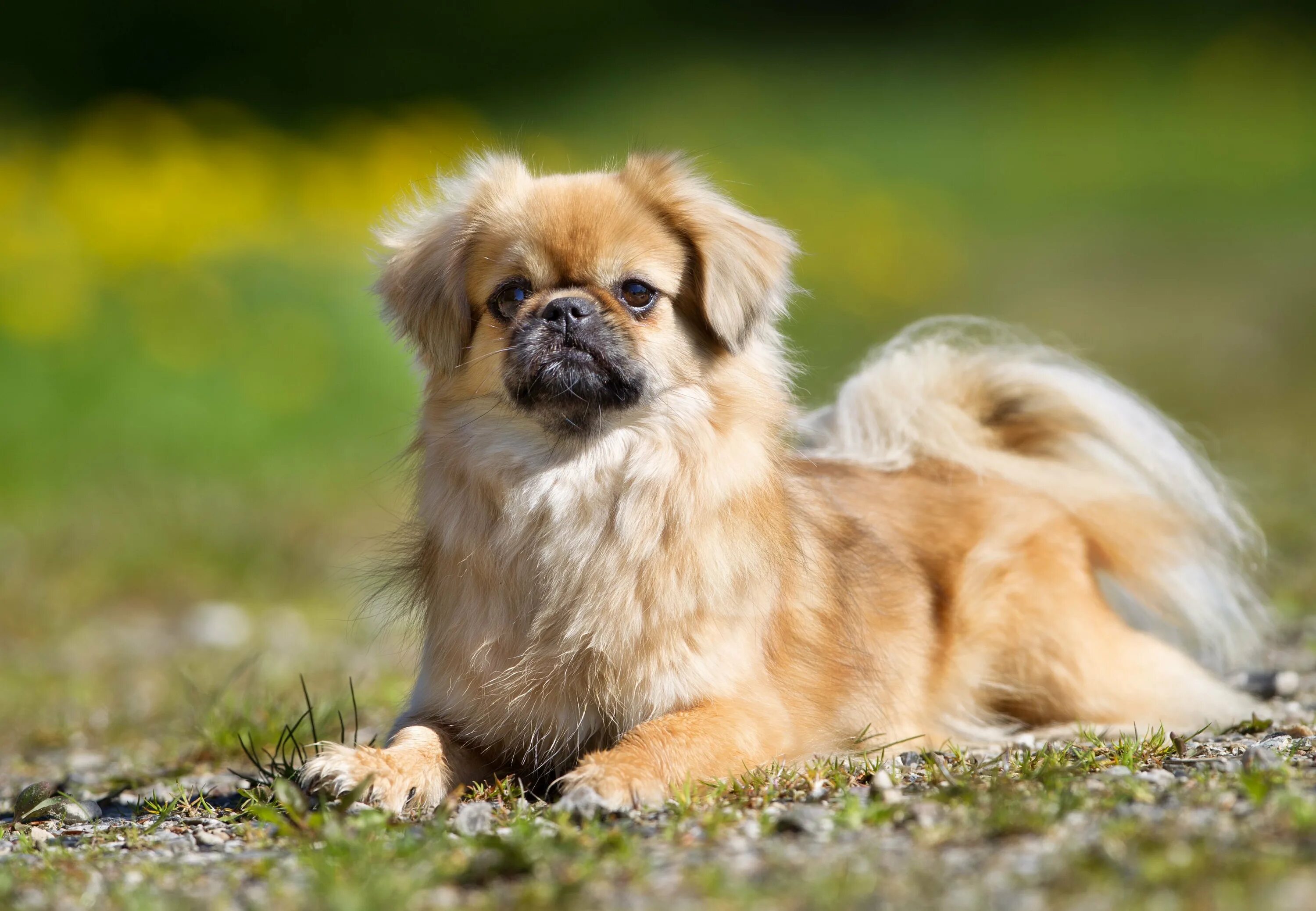 Пекинес фото собаки. Тибетский спаниель. Тибетский спаниель (Tibetan Spaniel). Тибетский спаниель щенки. Тибетский спаниель длинношерстный.