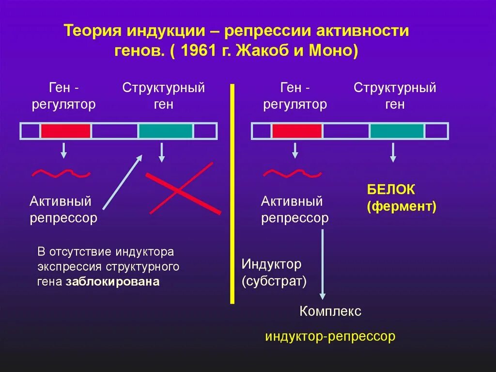 Белки активаторы и белки ингибиторы презентация. Индукция и репрессия синтеза ферментов. Регуляция активности генов Жакоб моно. Механизмы регуляции активности ферментов. Типы регуляции активности ферментов.