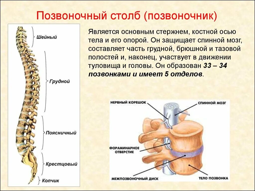 Два отдела позвоночника характерны для. Скелет туловища Позвоночный столб позвонки. Строение осевого скелета позвонка. Строение позвонка со спинным мозгом. Позвоночный столб и строение позвонка.