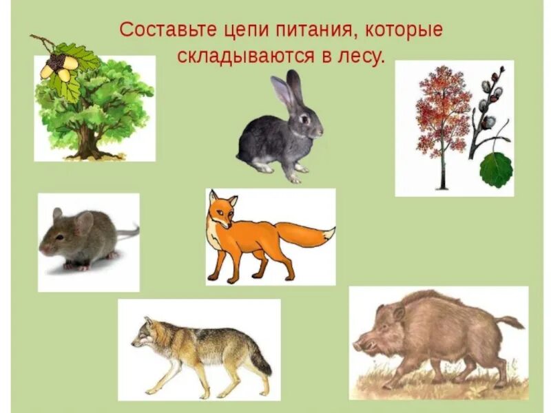 3 цепи животных