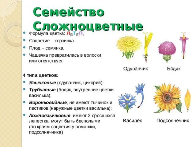 Подсолнечник вид соцветия. Семейство Астровые формула цветка. Ложноязычковые цветки сложноцветных. Цикорий семейство Сложноцветные. Типы цветков сложноцветных.