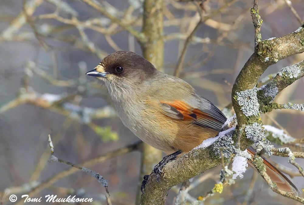 северные птицы кольского полуострова. птицы кольского полуострова фото. перелетные птицы кольского полуострова. птицы кольского. птицы кольского.