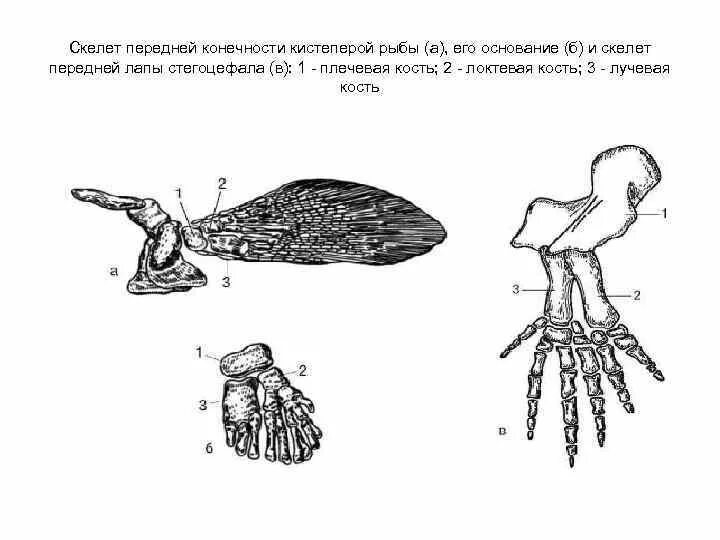Передние конечности плавники. Передние конечности плавники. Пояс грудных плавников костистых рыб. Схема строения поясов конечностей костистой рыбы. Схема строения парных конечностей наземных позвоночных.