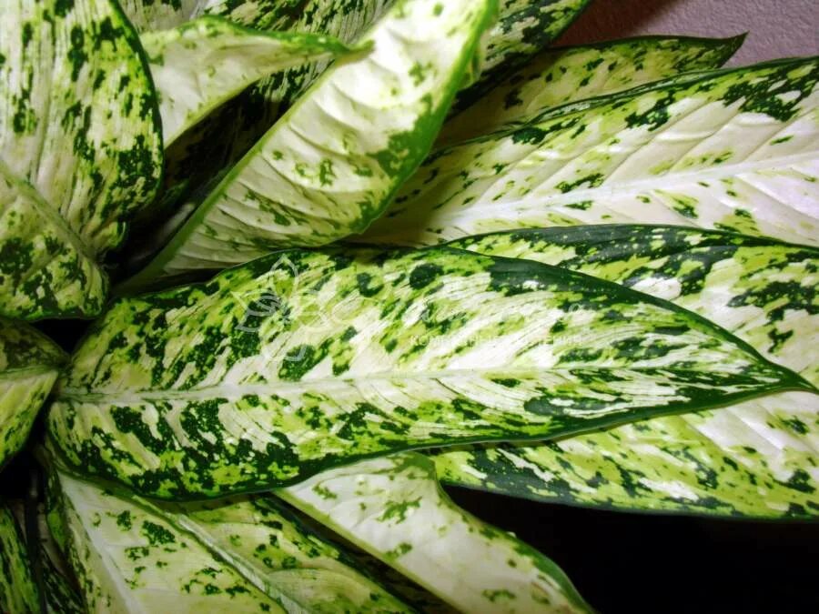 Диффенбахия везувий. Диффенбахия vesuvius. диффенбахия (dieffenbachia) vesuvius. диффенбахия сорт везувий.