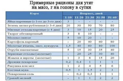 Чем кормить с первого дня