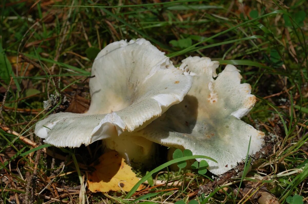 грибы беларусь фото. грибы гимнопус. Russula virescens. белорусские грибы. грибы беларусь фото.