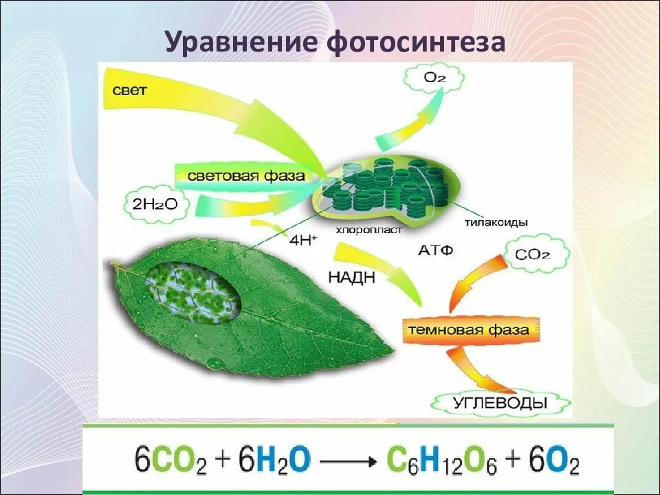 Co2 h2o фотосинтез. Схема процесса фотосинтеза химия. Схема фотосинтеза у растений. Полная реакция фотосинтеза. Фазы фотосинтеза хемосинтез.