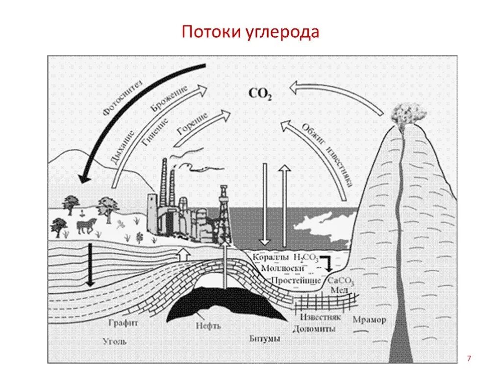 Круговорот углерода химия 9 класс. Круговорот углерода в биосфере. Нарисовать круговорот углерода в природе. Круговорот углерода в природе. Цикл углерода схема.