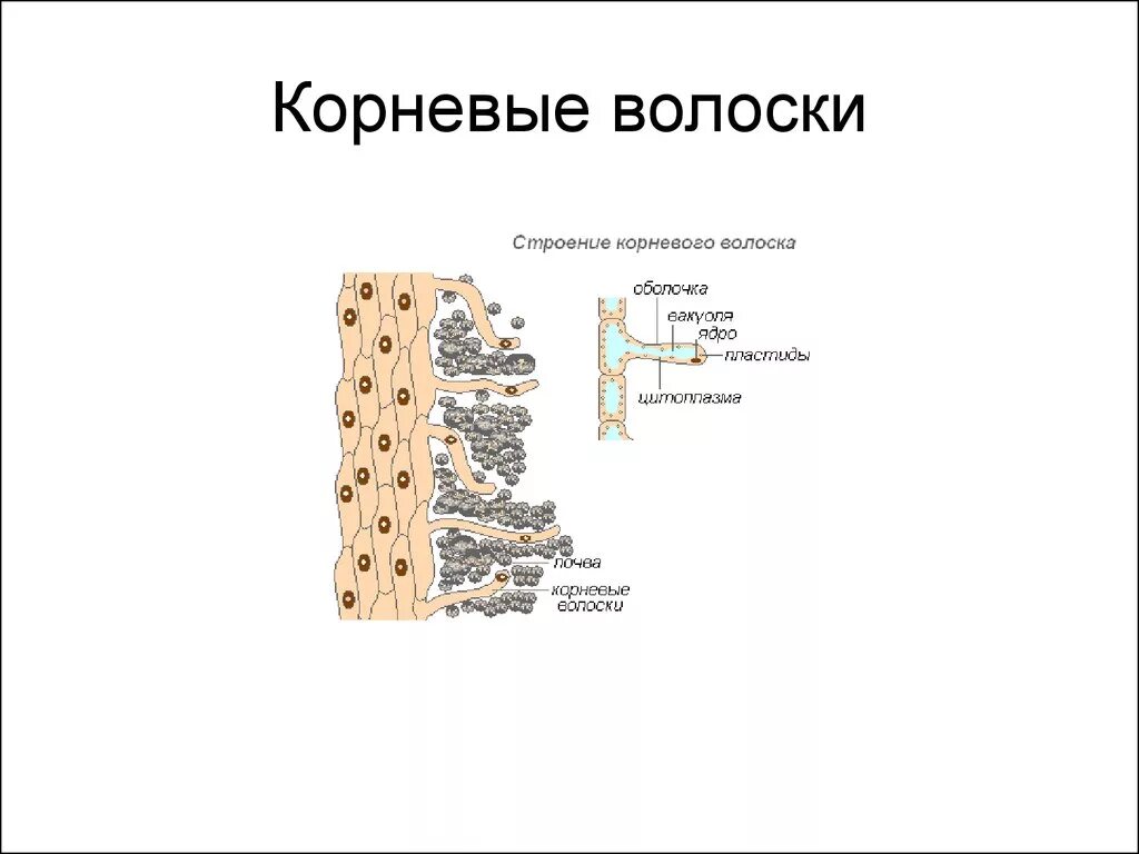 Корневой волосок под микроскопом с описанием. Корневые волоски у растений. Корневые волоски под микроскопом строение. Строение корневого волоска.