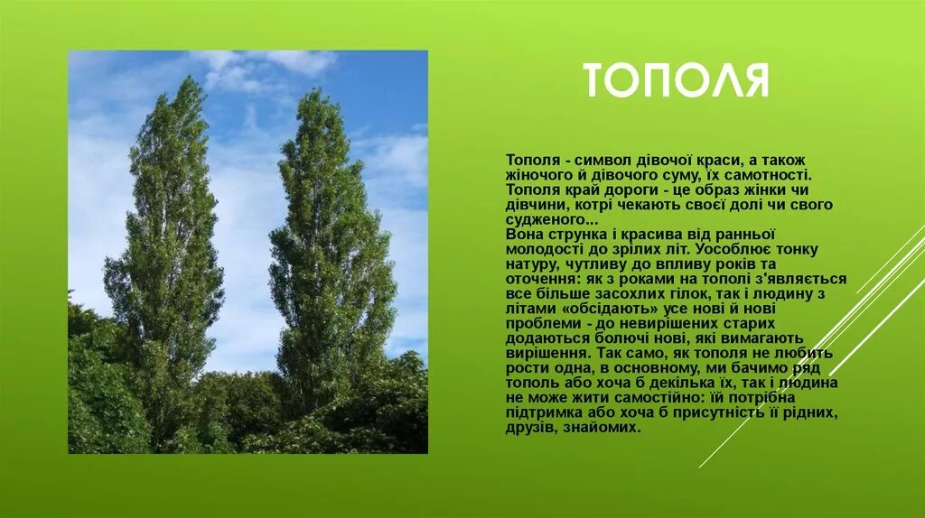 Информация о Тополе. Тополя текст. Тополя деревца зеленые. Дерево Тополь информация. Тополя слова текст