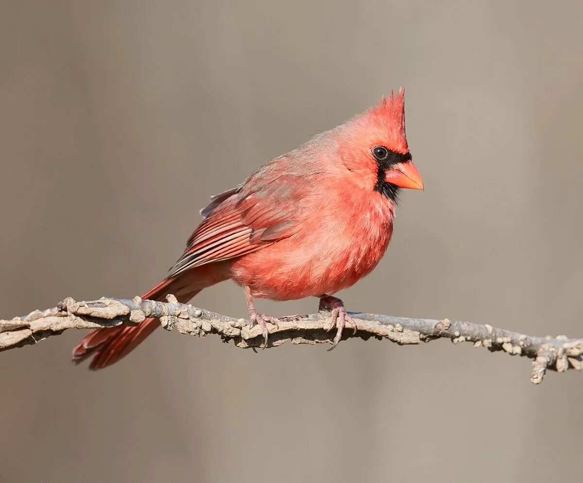 Маленькая розовая птица. Красный Зяблик Кардинал. Красный хохлатый Кардинал. Кардинал с красным хохолком. Красный Кардинал самка.