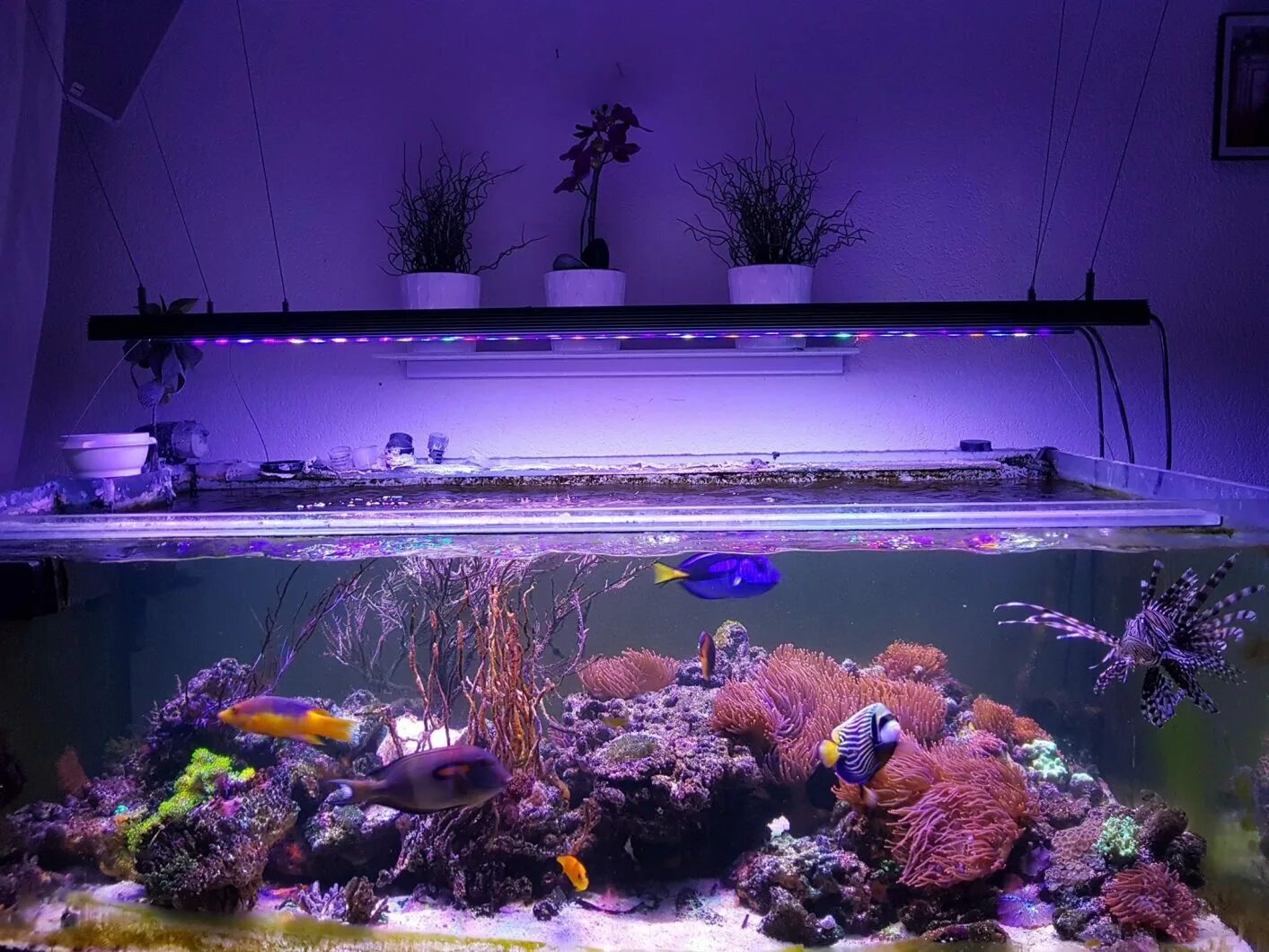 Аквариум led освещение. Reef bar led light для рифа. красивые аквариумы. подсветка для аквариума. красивая подсветка в аквариум.
