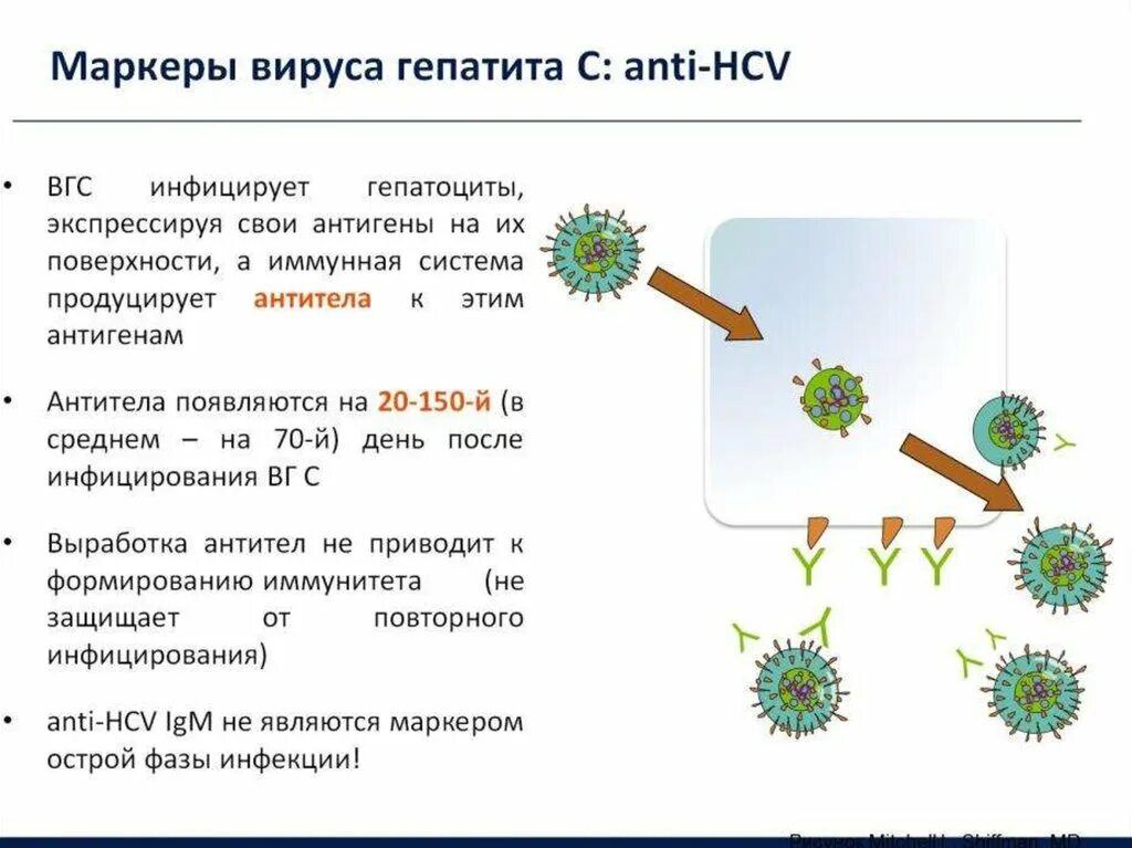 Сколько живет вирус гепатита. Гепатит с иммунитет. Вирусные гепатиты. Вирус гепатита в. Иммунитет при вирусном гепатите а.