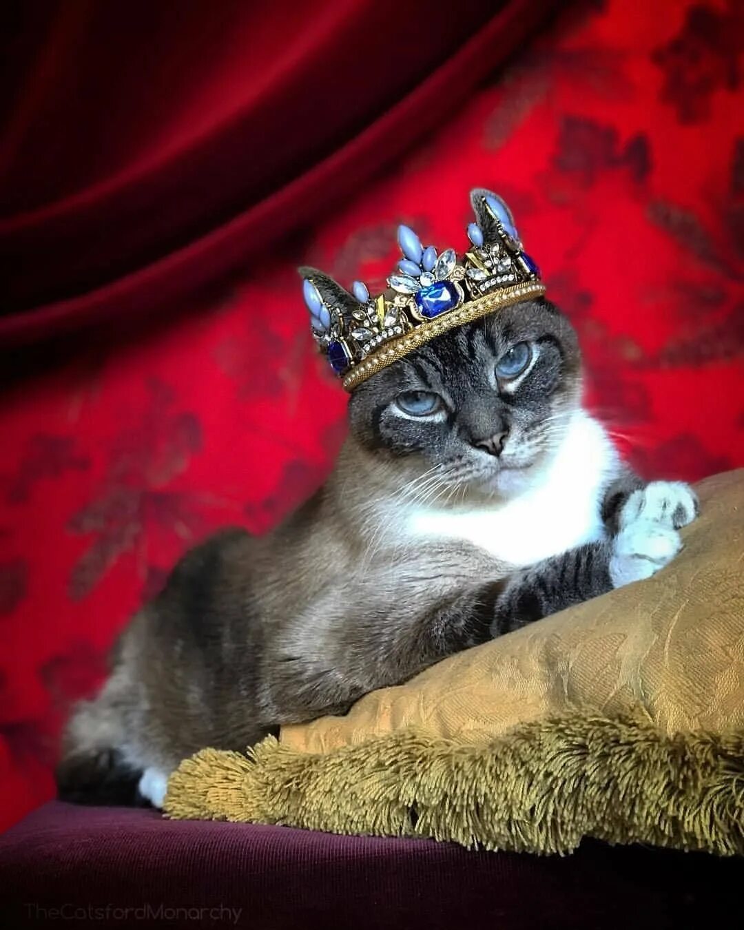 Кошечки королевы. Кот в короне. Кошечка с короной. Королевская кошка. Кошка с короной на голове.