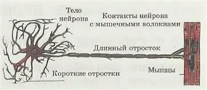 Короткие ветвящиеся отростки нервных клеток. Короткий ветвящийся отросток нейрона похожий на дерево. Длинные отростки нервных волокон – это. Форма нервного отростка. Короткие отростки волос.