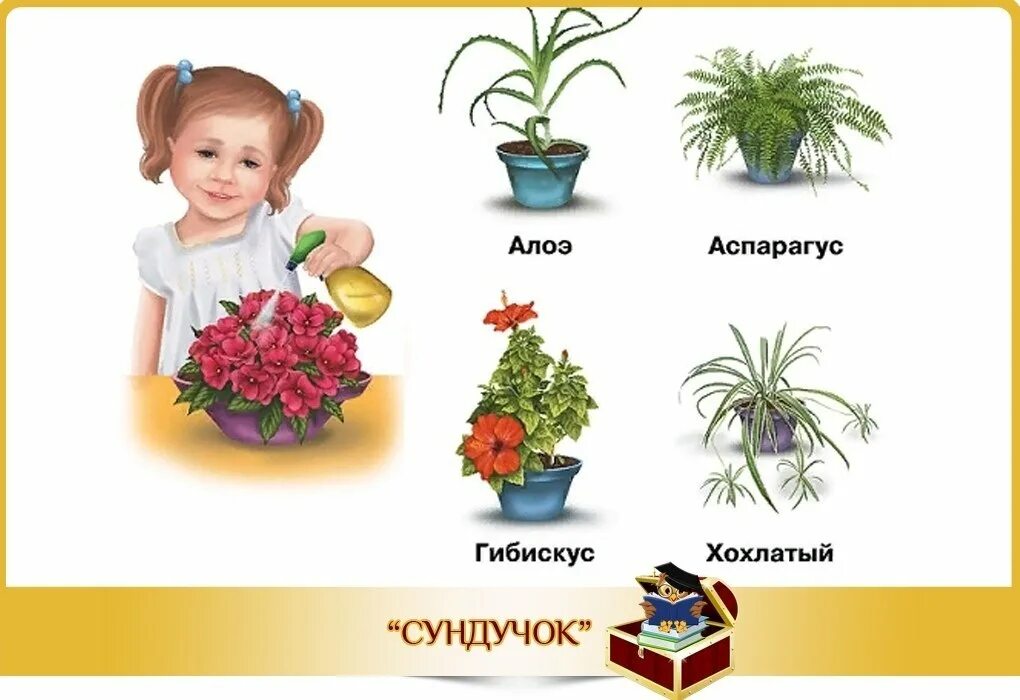 Комнатные растения для детей. Растения для дошкольников. Комнатные цветы для детей. Комнатные растения для дошкольников.