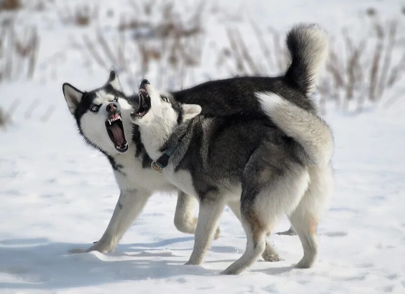 Играющая хаски. Хаски играется. хаски играет. husky playing. как играются хаски.