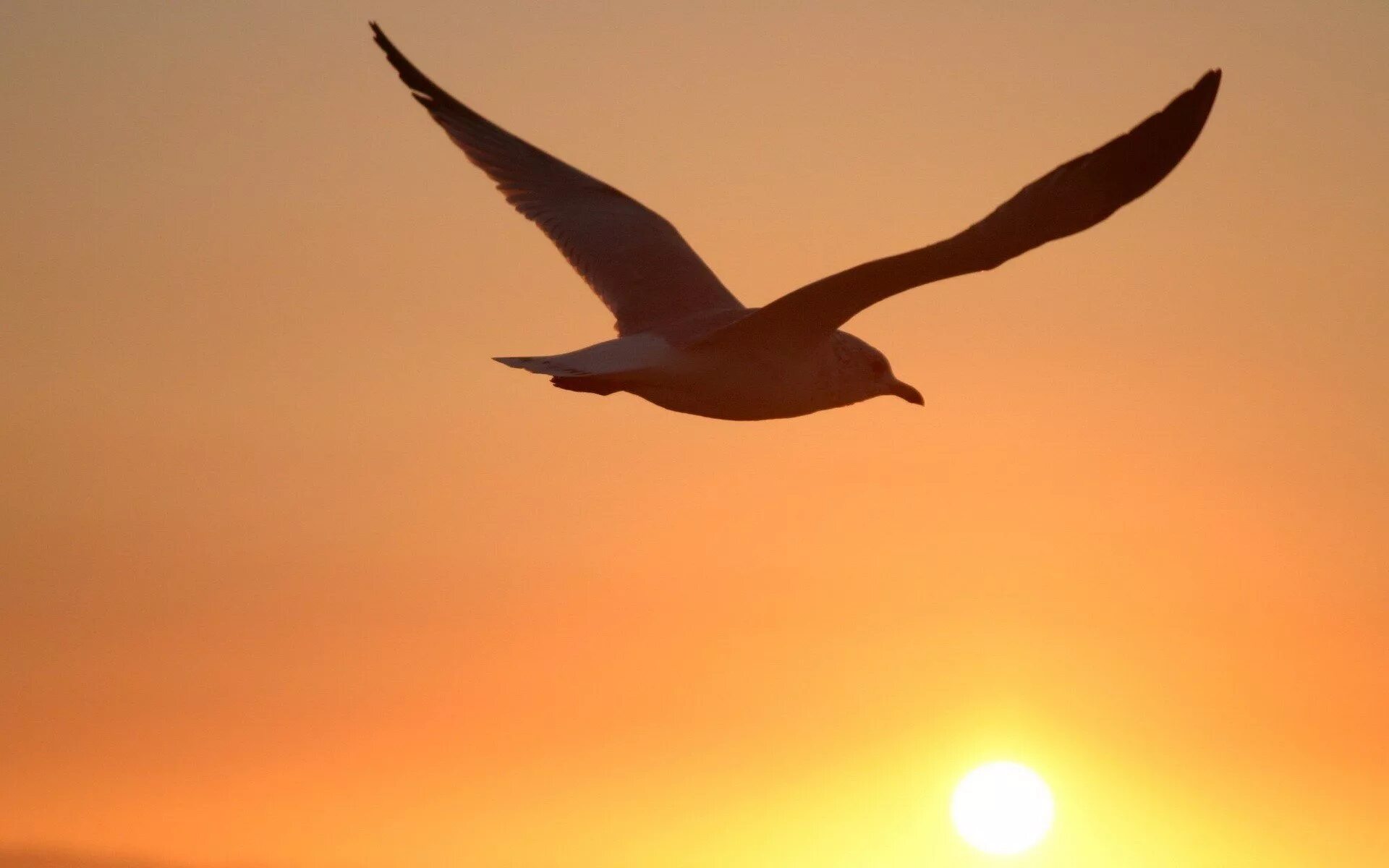 Bird back