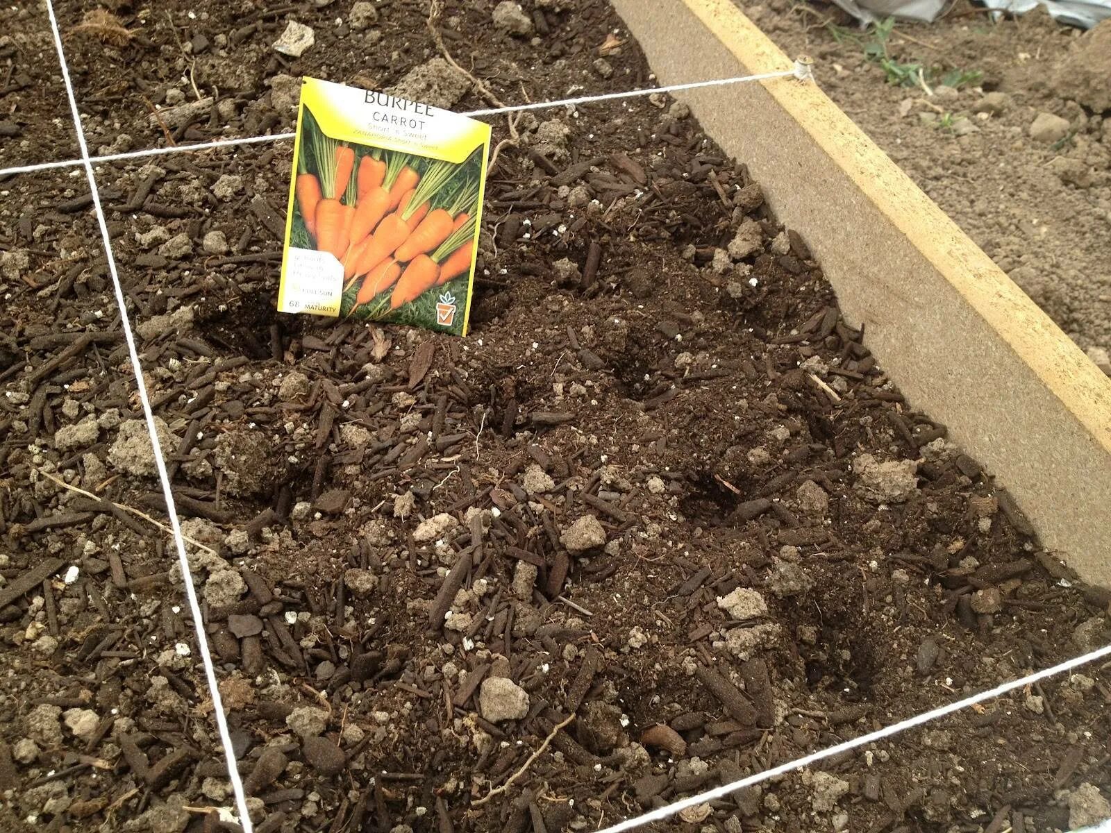 Посев моркови в открытый грунт