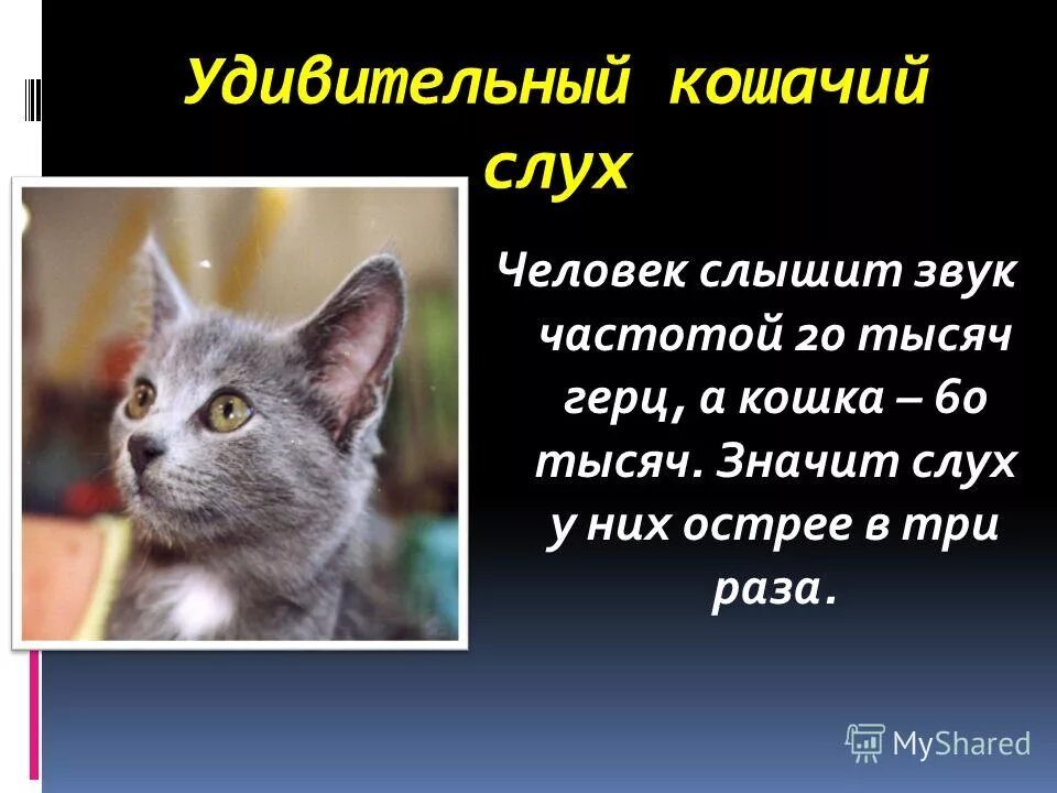 кот слышит. кот, боится громких звуков. топ котов для квартиры. клетка в приюте. последствия кота в квартире.