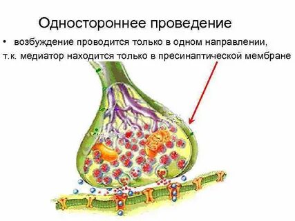 Проводит возбуждение