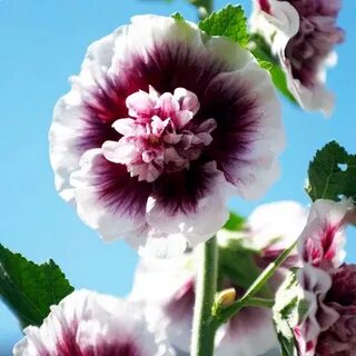 Сладкая мальва где