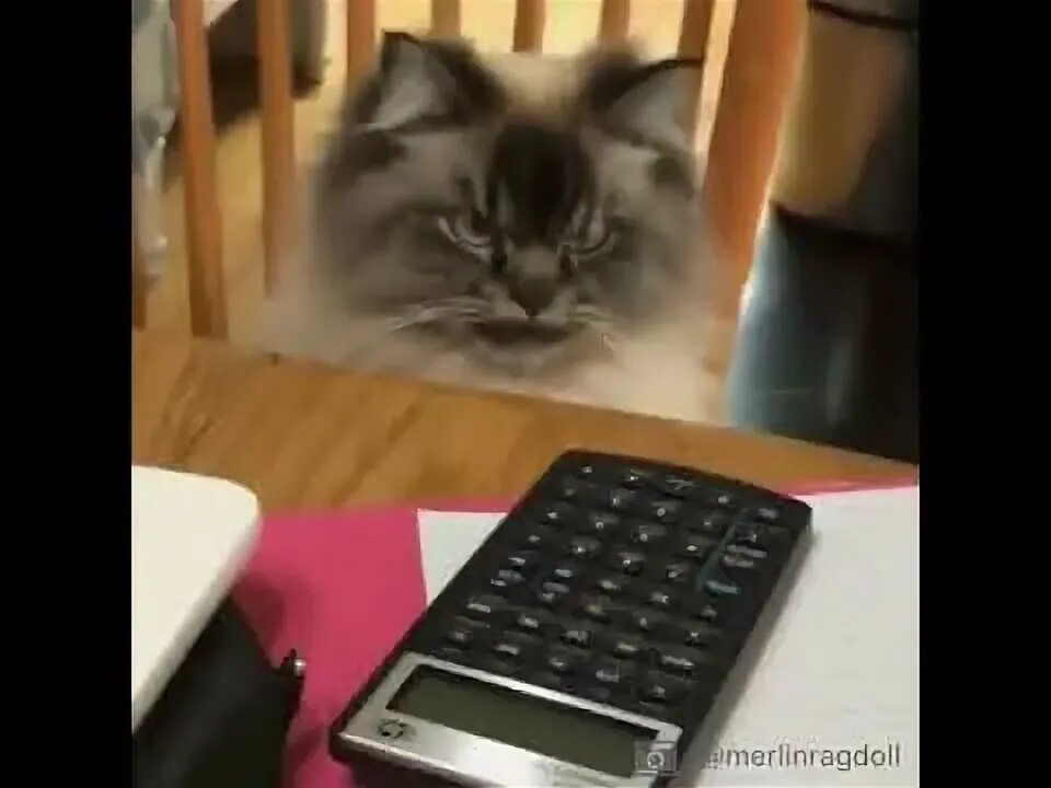 Кот с калькулятором. Злой кот калькулятор. Кот с калькулятором Мем. Кошка бухгалтер