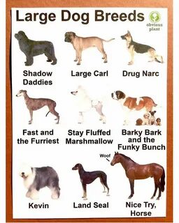 Порода собаки breed