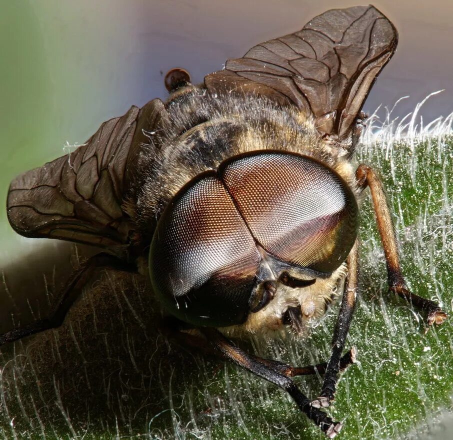 королевский слепень. слепень и овод. паутов насекомое. слепень tabanus chrysurus. овод насекомое и слепень.