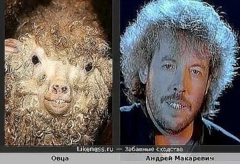 Овца похожа на