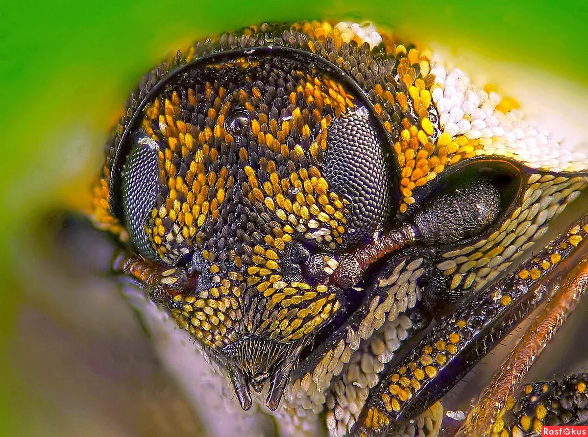 фасеточные глаза у жуков. жук с фасеточными глазами. фасеточные глаза стрекозы. фасеточные глаза мухи. фасеточные глаза стрекозы.