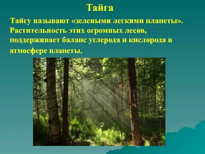 Элементы леса перечислить. Леса легкие планеты. Легкими нашей планеты называют какие леса. Почему леса называют лёгкими нашей планеты. Тайга легкие планеты.