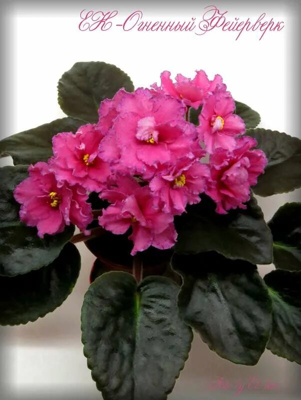 Ек-рассвет над байкалом. Фиалка ек девчата. Фиалка ек девчата. Фиалка mas melody girl. Фиалка девчата.