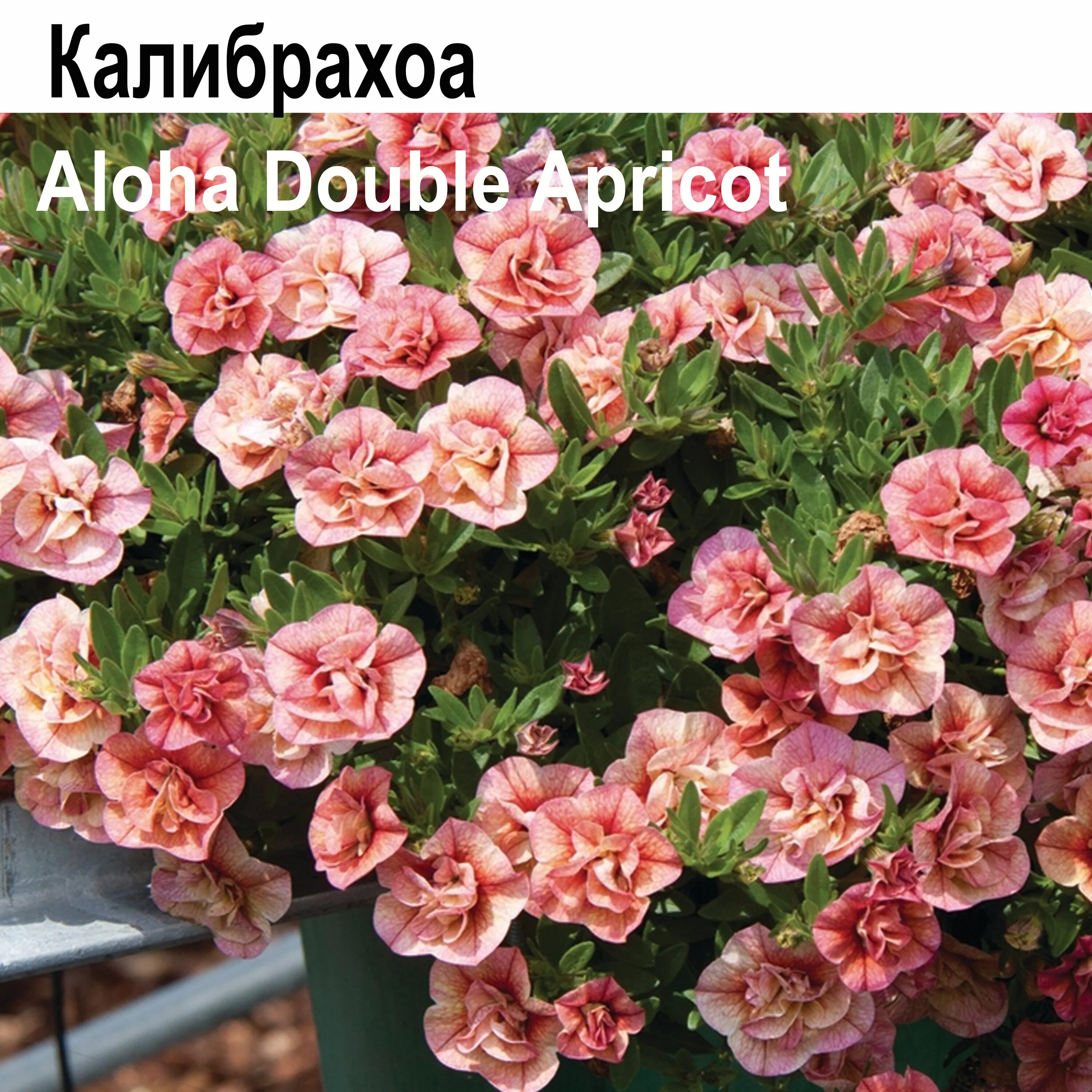 Калибрахоа дабл априкот. Калибрахоа алоха дабл априкот. Калибрахоа дабл априкот. Калибрахоа aloha double. Калибрахоа aloha double orange.