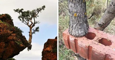 Дерево что делает стоит