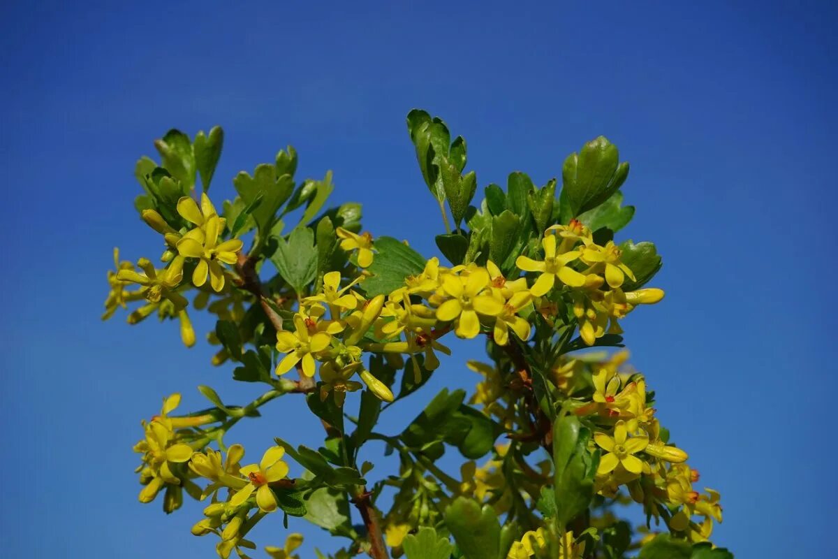 Смородина золотистая ribes aureum кустарник. Золотистая смородина «ляйсан» куст. Смородина цветет желтыми цветами. Смородина золотистая золотая гроздь. Дерево с желтыми цветочками.