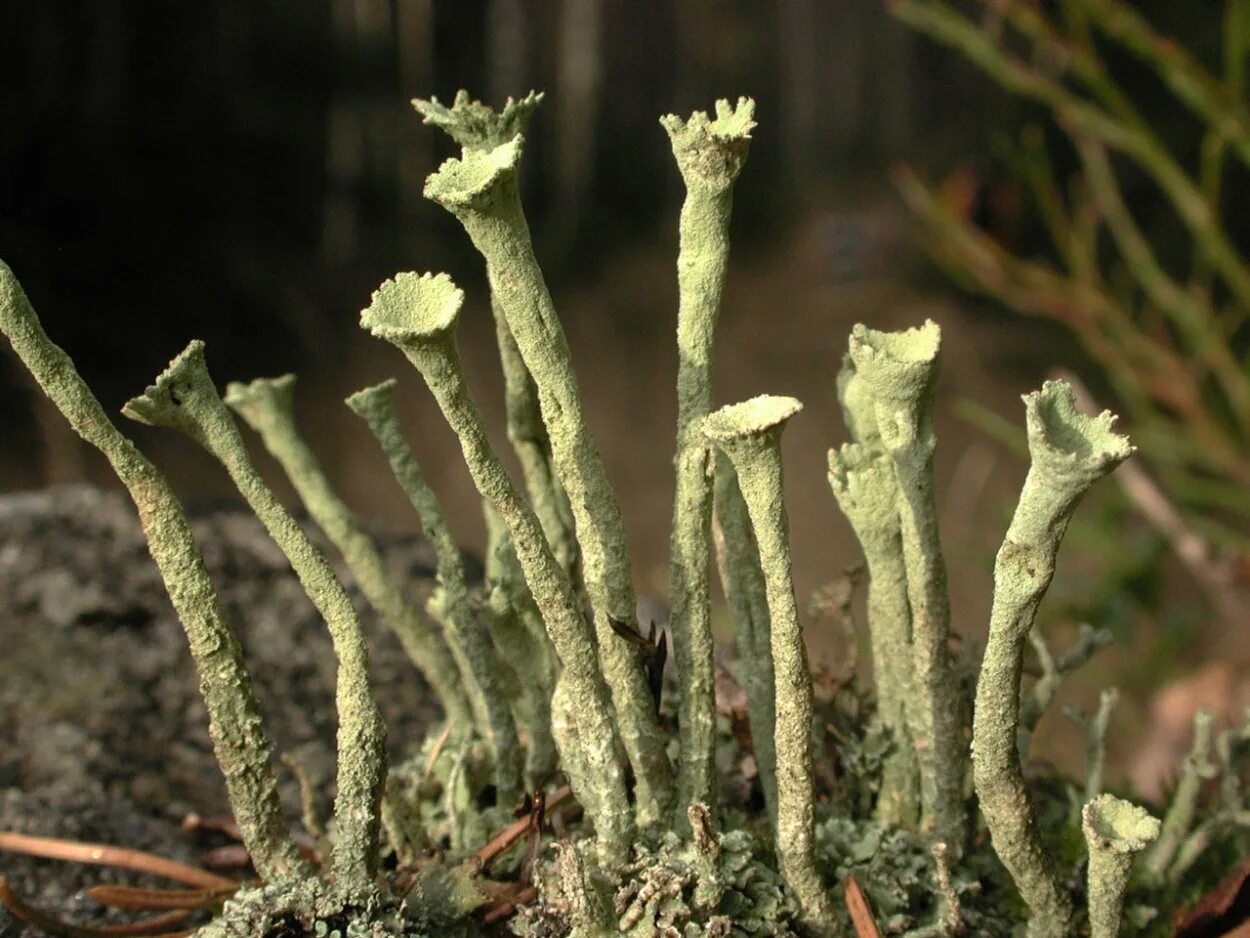 Трубчатые растения. Кладония Деформис. Кладония бесформенная Cladonia deformis. Кладония кубковидная. Кладония порошистая.