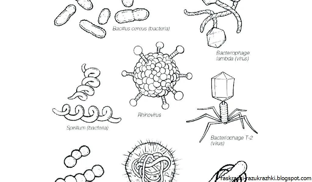 Вирусы и бактерии схема. Рисунки по биологии вирусы и бактерии. Вирус схема. Вирусы простейшие бактерии рисунки. Легкая форма вируса