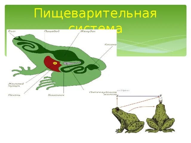 Земноводные пищеварительная система 7 класс. Земноводные строение пищеварительной системы. Пищеварительная система амфибий. Органы пищеварения земноводных. Земноводные пищеварительная система таблица