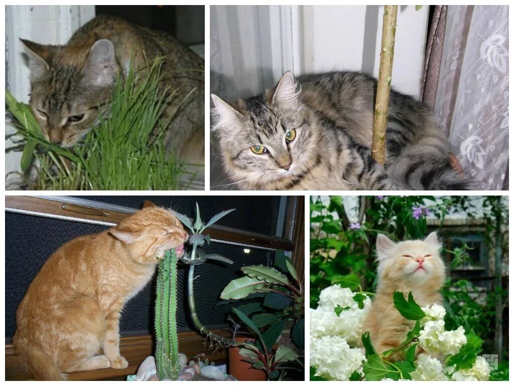Смертельно опасный цветок для кошек. Кошки и комнатные растения. Комнатные растения безопасные для кошек. Комнатные растения безвредные для кошек. Комнатные цветы опасные для кошек.