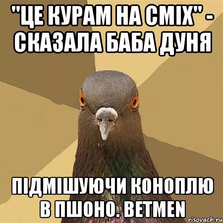 Голубь Мем. Мемы с голубями. Мем про голубя и программиста. Омский голубь Мем.