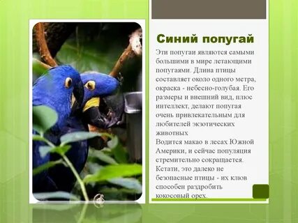 Какой попугай считается