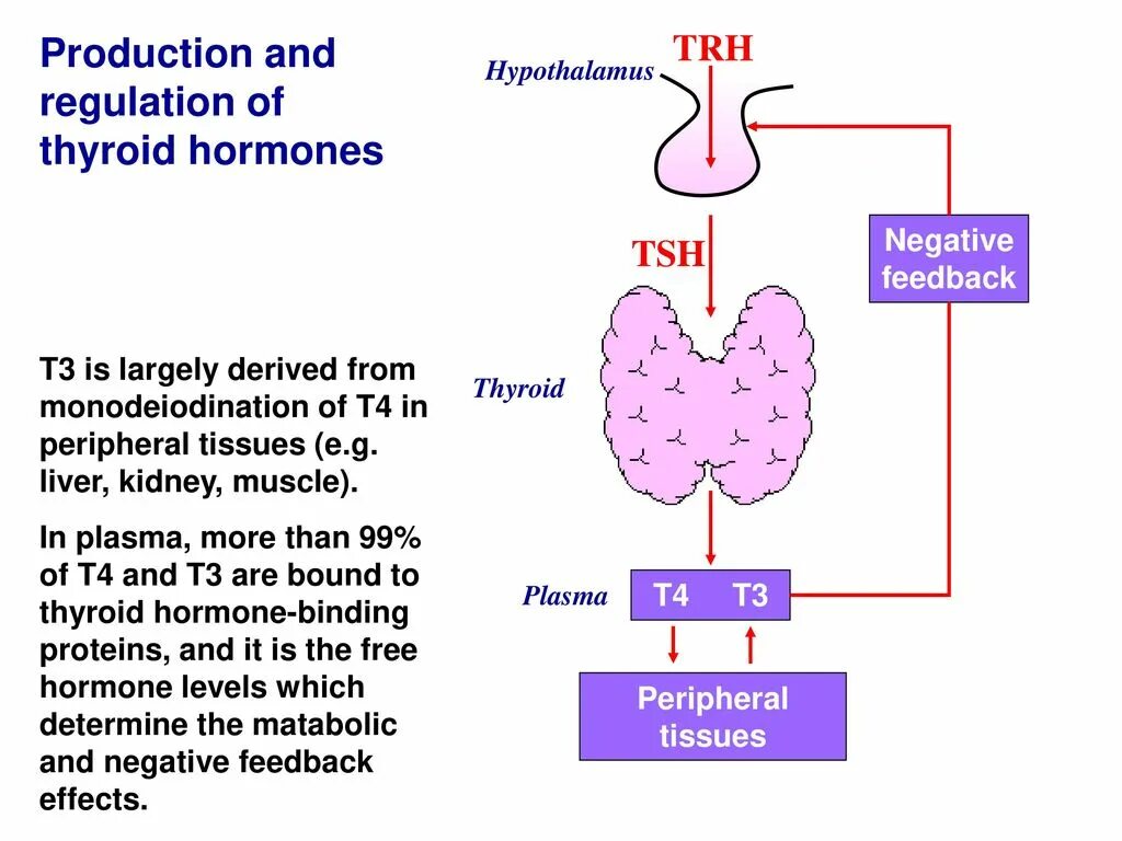 Тест гормоны 8 класс. TSH. TSH 5.5. TSH ანალიზი. TSH structure picture.