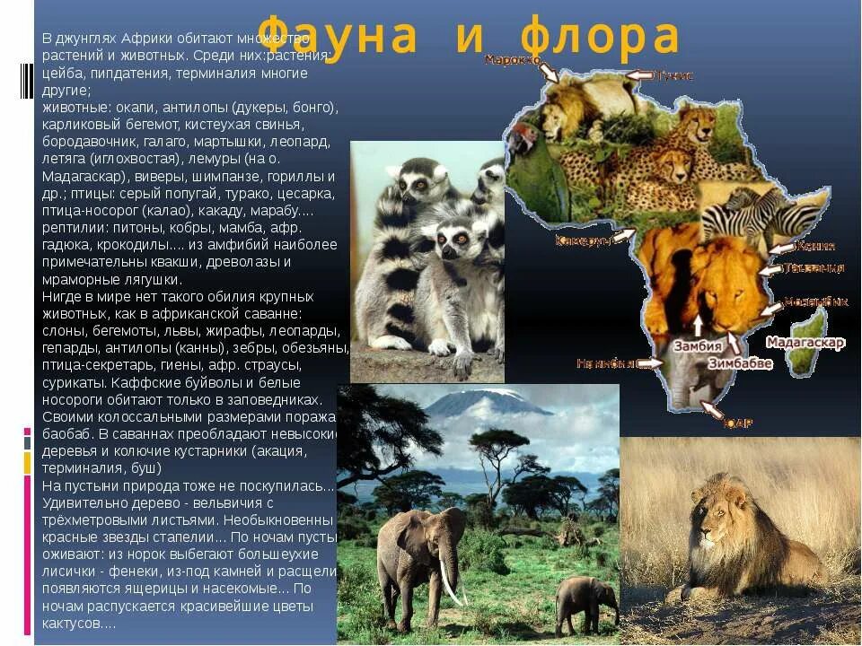Доклад животные африки. Растительный и животный мир Африки. Животные и растительный мир Африки. Животный мир материка Африка.