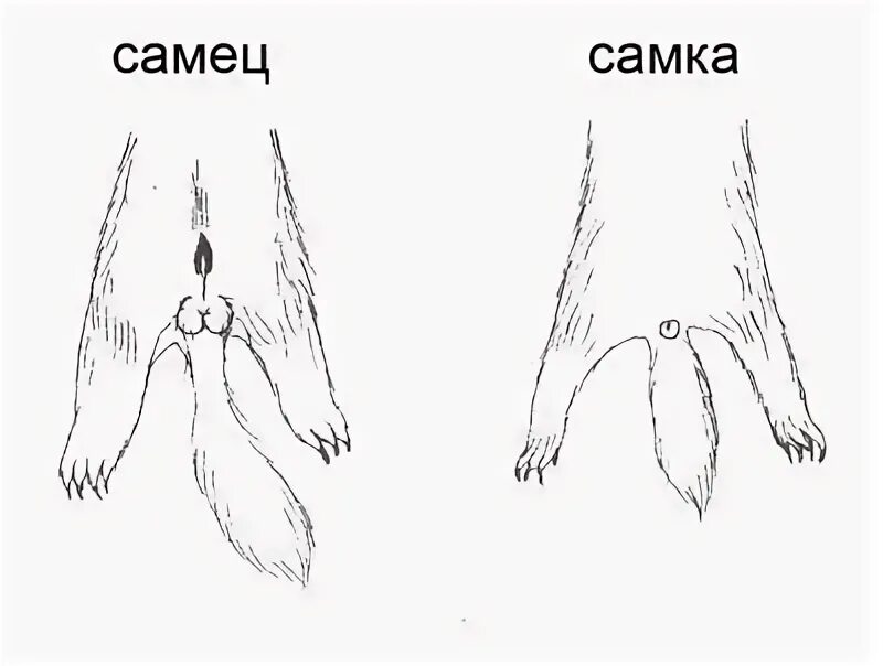 Как отличить самца. Как отличить самку хорька от самца. Как узнать кролик самка или самец. Самец и самка различия.