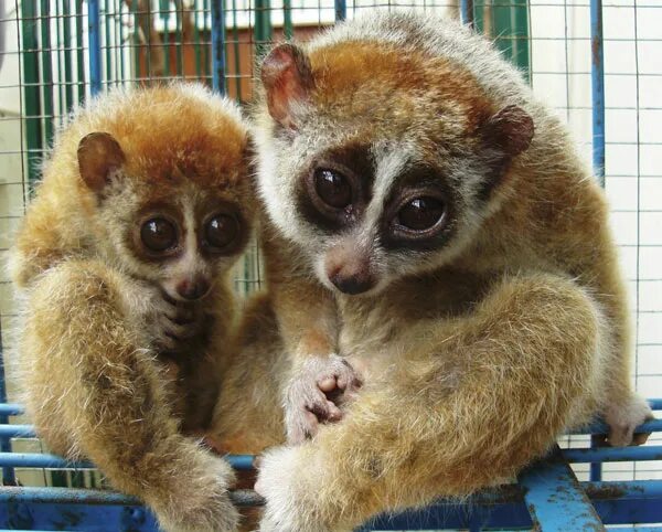 лемурообразные лори. яванский лори. лори галаго. лемур лори. хочу лори.