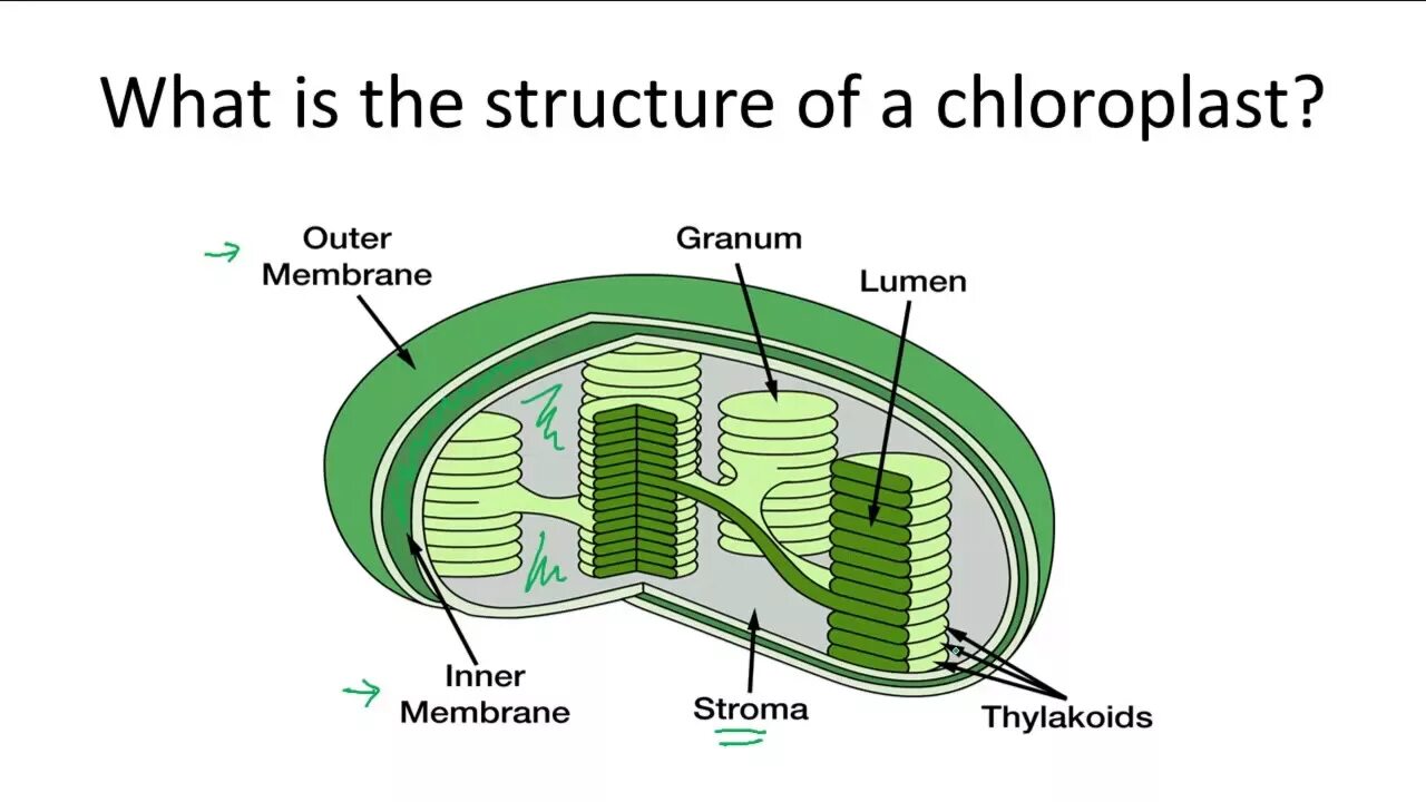 Хлоропласт имеет днк. Строение хлоропласта. Chloroplast structure. Строение хлоропласта рисунок. Схема строения хлоропласта.